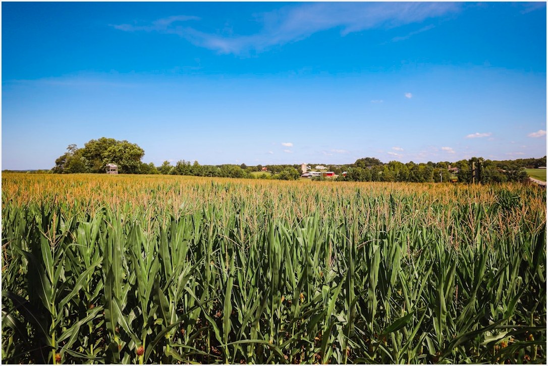 a field of tall grass with a house in the distance