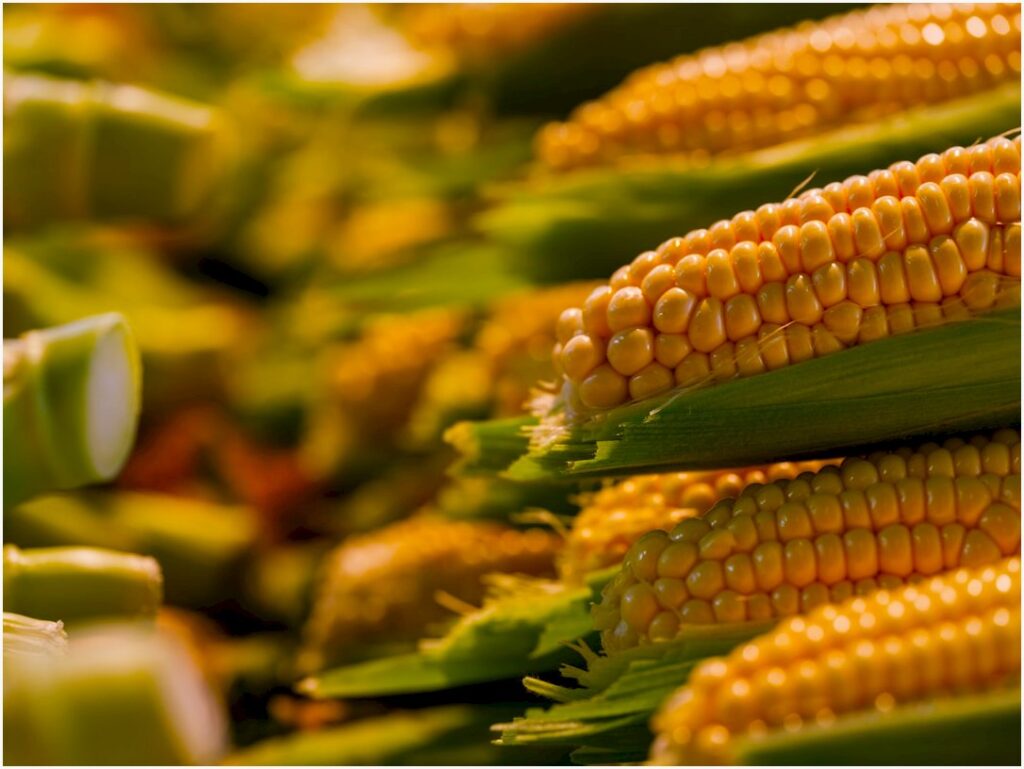 Milho Desaba 25% e Produtores Enfrentam Risco de Falências no Agro