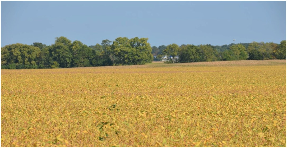 Golden field of crops under a clear blue sky.