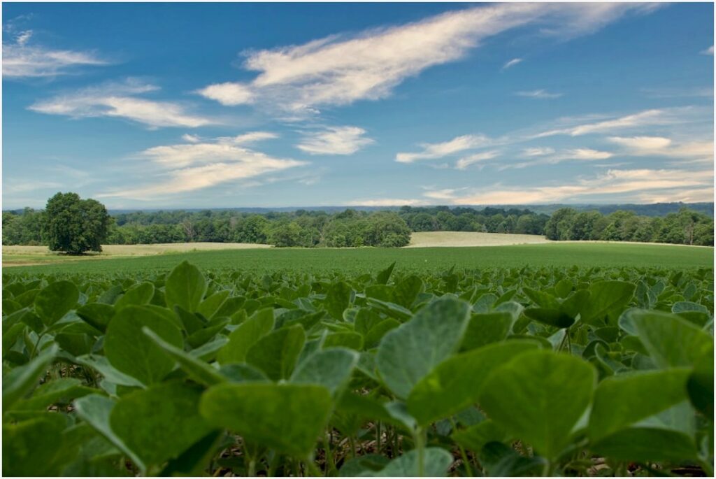 Revolução na Agronomia: Descoberta Brasileira Pode Triplicar Safra de Soja e Agita o Agro em 2024