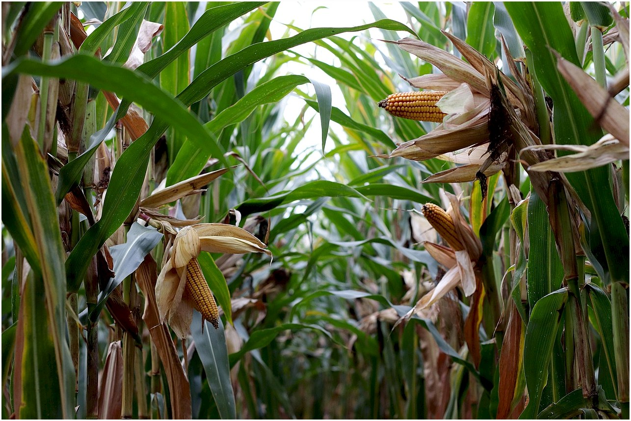 corn on the cob, cornfield, agriculture, corn harvest, forage corn, corn plants, corn, agricultural economics, field work, corn, corn, corn, corn, corn
