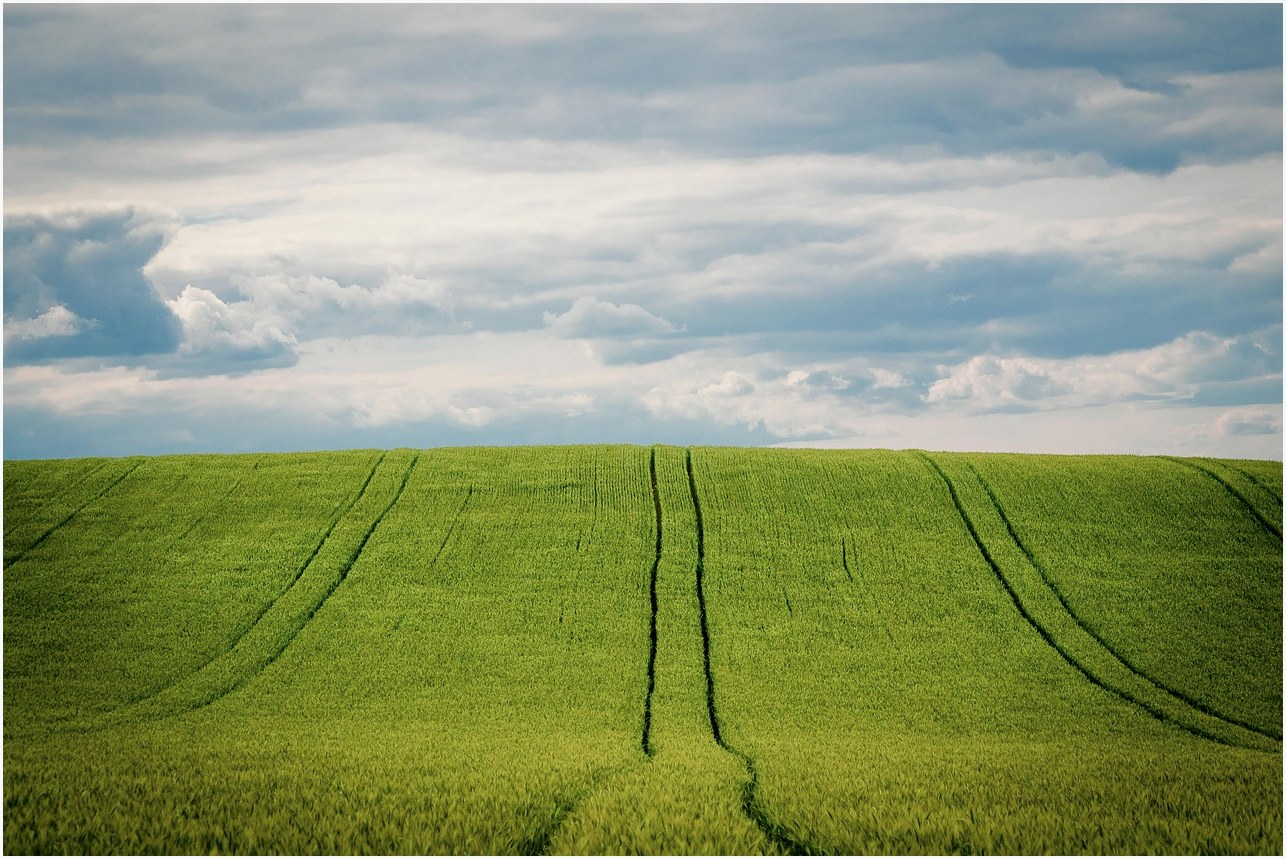barley, barley field, grain field, nature, grain, cornfield, agriculture, summer, heaven, cultivation
