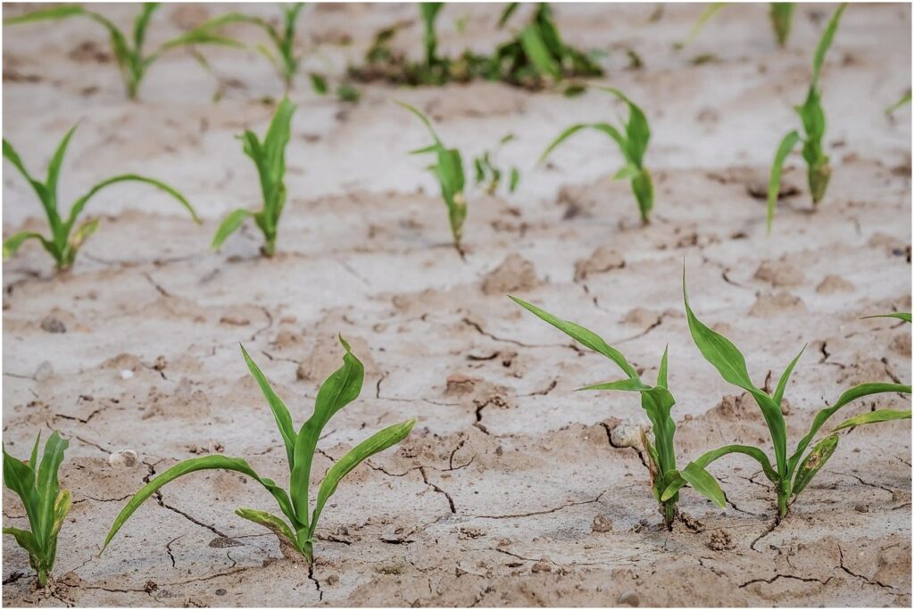 Milho Dispara 25% em 7 Dias e Pressiona Cesta Básica do Produtor e Consumidor