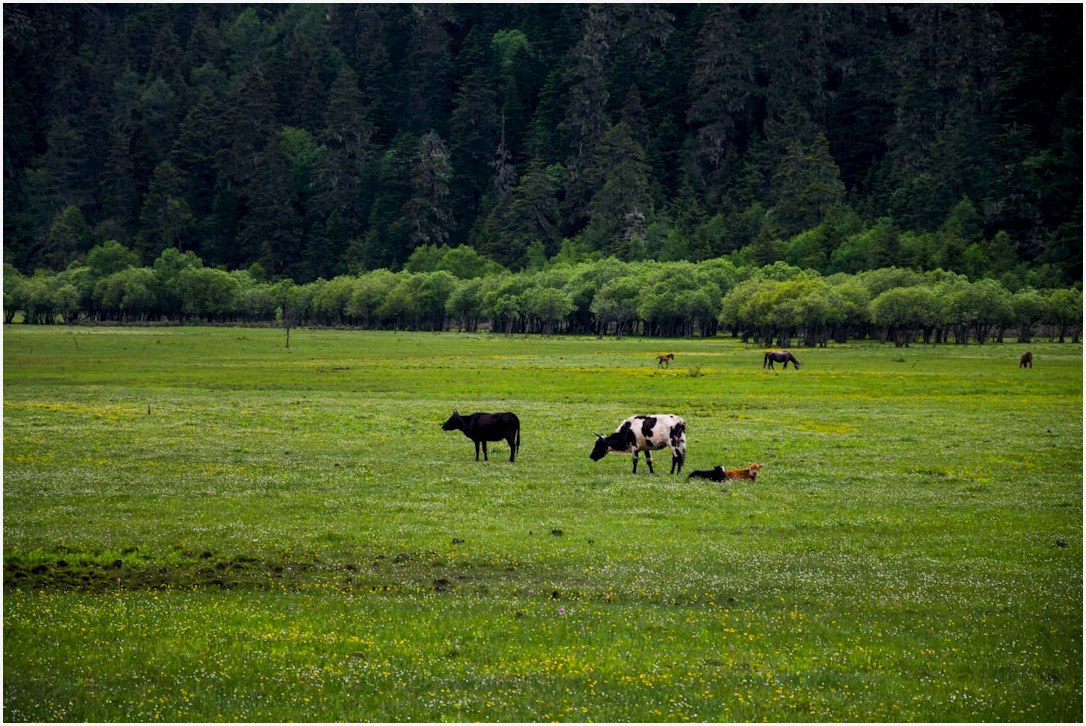cows grazing in a field