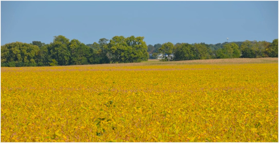 Golden field of crops under a clear blue sky.