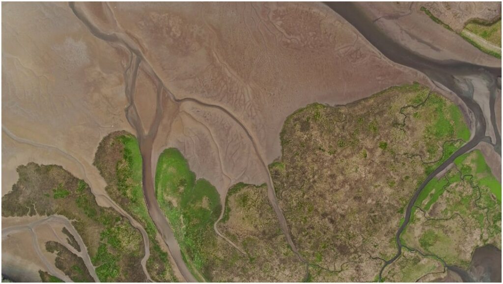 Desmatamento explode na Amazônia e coloca soja e pecuária em risco