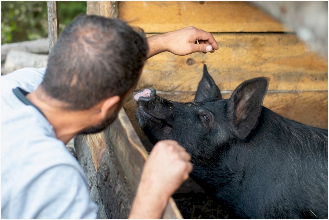 selective focus photography of man in front of black pig