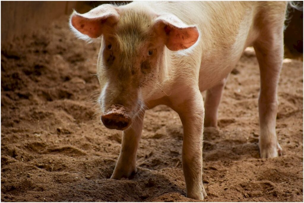 Crise nos suínos explode com preços 30% mais altos e granjas em alerta máximo