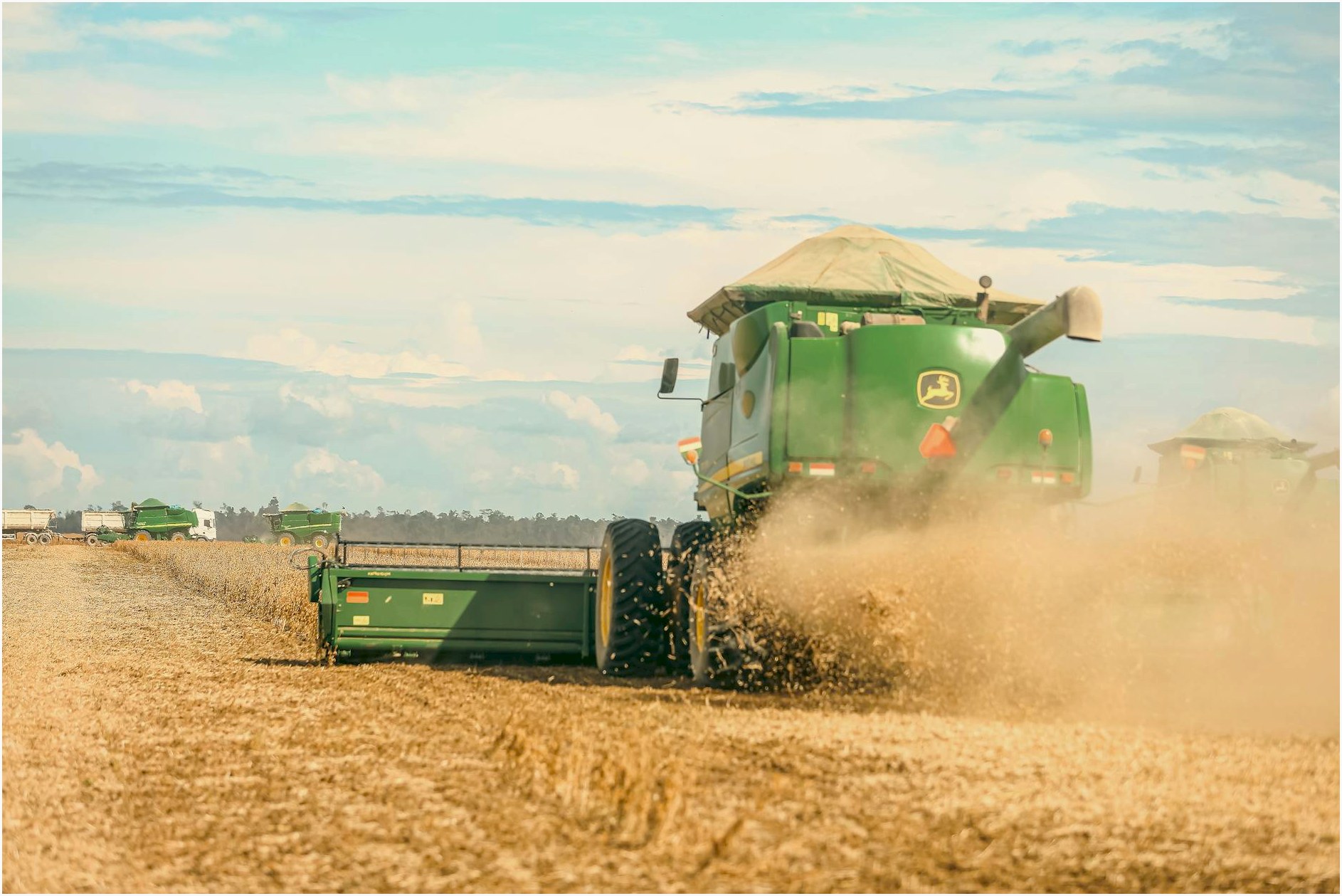 A combine harvester in action during a soybean harvest on a Brazilian farm.