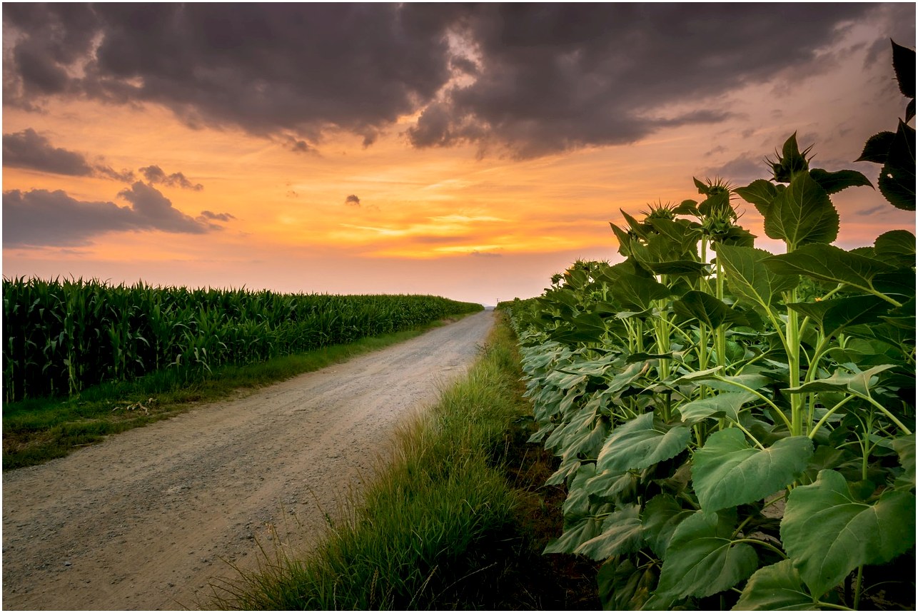 agriculture, hd wallpaper, atmosphere, background, beautiful, blue, flower wallpaper, beautiful wallpaper, laptop wallpaper, mac wallpaper, cool backgrounds, desktop backgrounds, windows wallpaper, flower background, cloud, colorful, 4k wallpaper, country, countryside, floral background, free background, dirt, 4k wallpaper 1920x1080, dramatic, beautiful flowers, dusk, nature, earth, environment, evening, wallpaper 4k, farm, farmland, free wallpaper, full hd wallpaper, field, wallpaper hd, flower, landscape