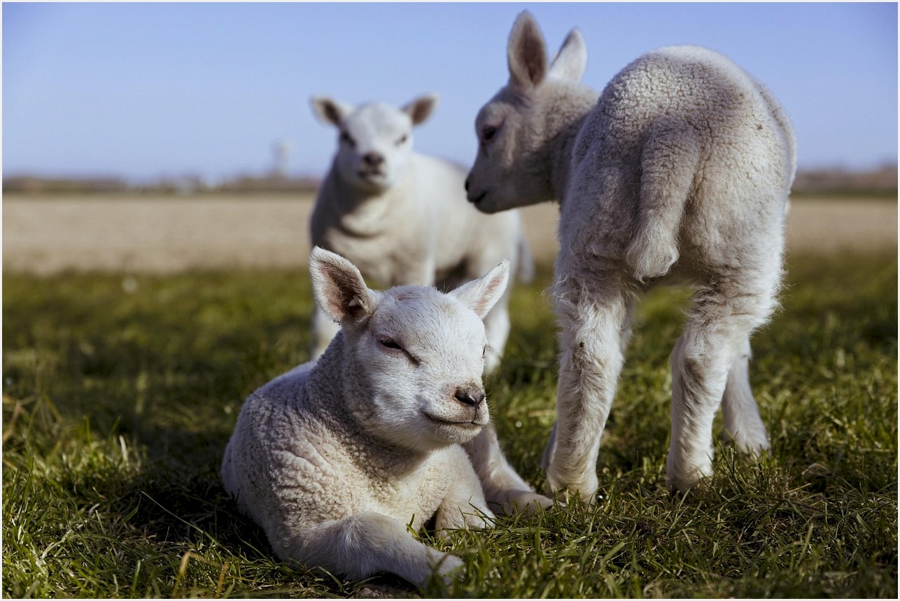 lambs, sheep, lamb, cattle, animals, wool, herd, countryside, meadow, grassland, nature, spring, lambs, sheep, sheep, sheep, sheep, sheep, lamb, lamb, lamb, lamb, spring