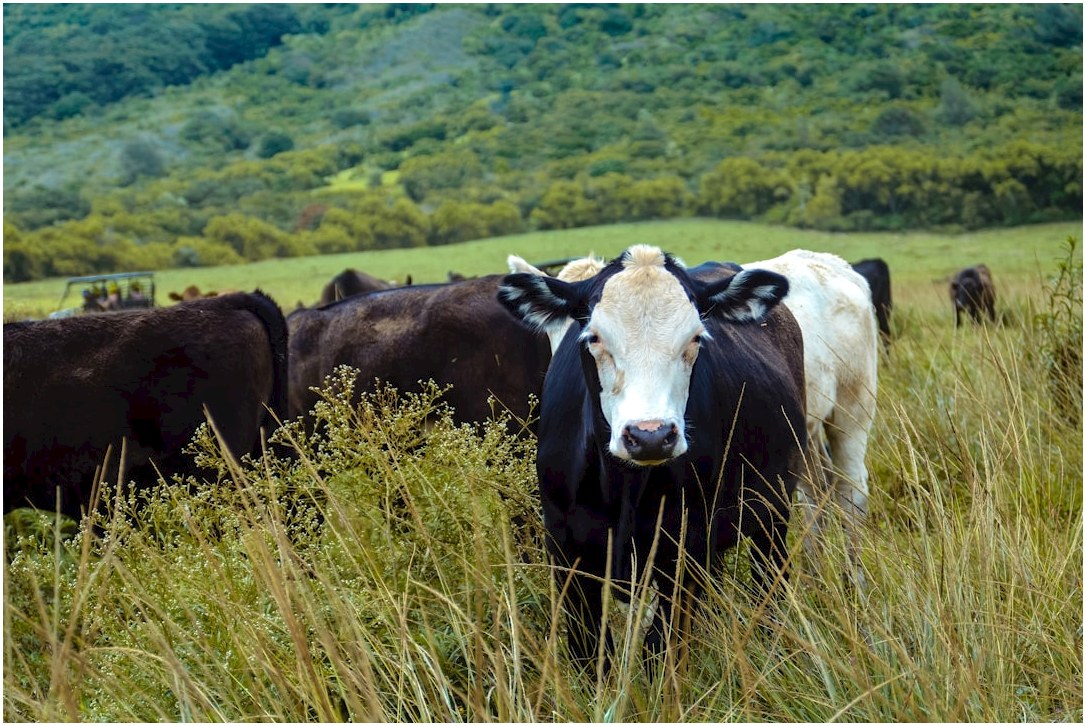 a group of cows in a field