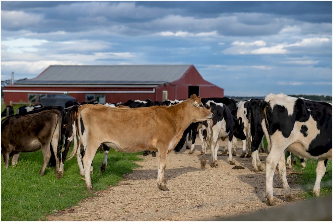 a herd of cows walking down a dirt road