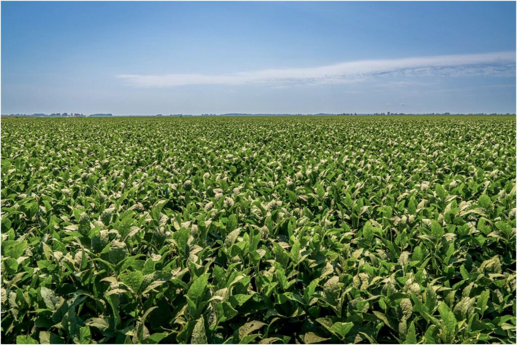 Leite, Carne ou Soja: Qual é o Maior Setor do Agro Brasileiro em 2026?