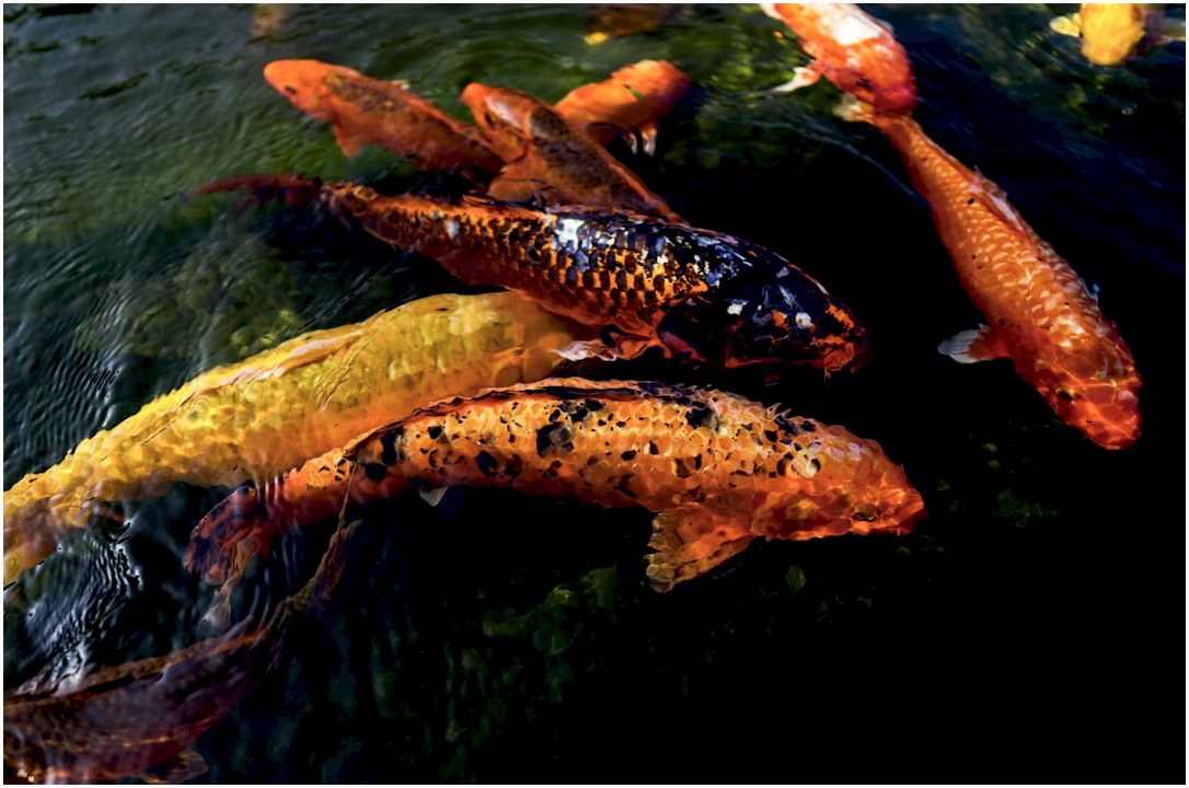 orange and black koi fish