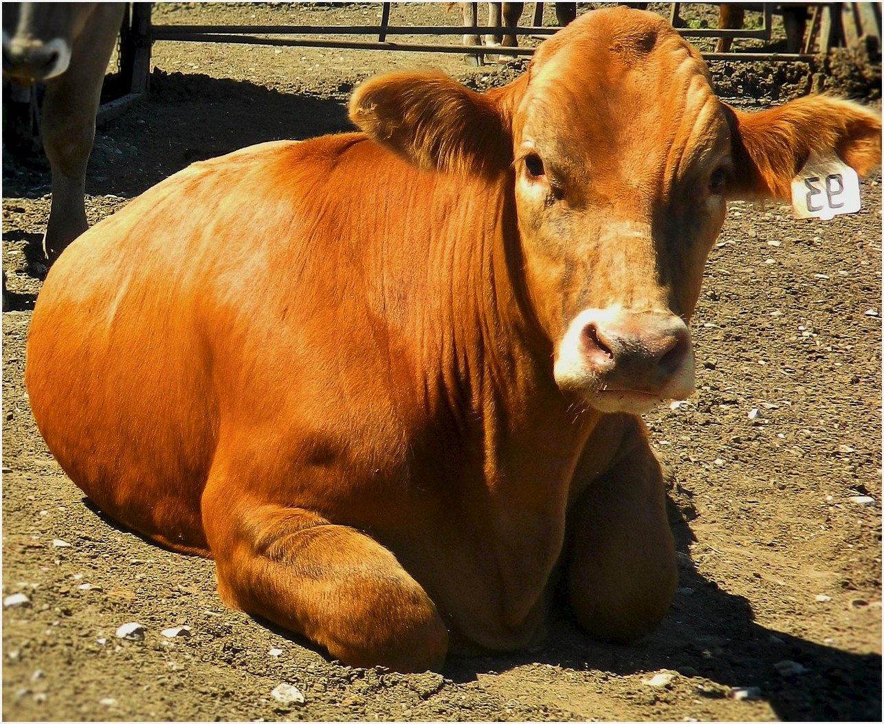 cattle, steer, market steer