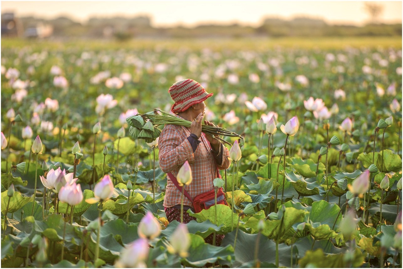 lotus flowers, cambodia, woman, farmer, field, cambodia, cambodia, farmer, farmer, farmer, farmer, farmer