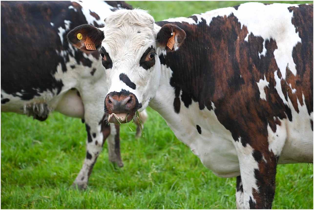 cow, norman cow, milk cow, ruminant, herbivorous, farm animals, cattle, cow, cow, cow, cow, cow