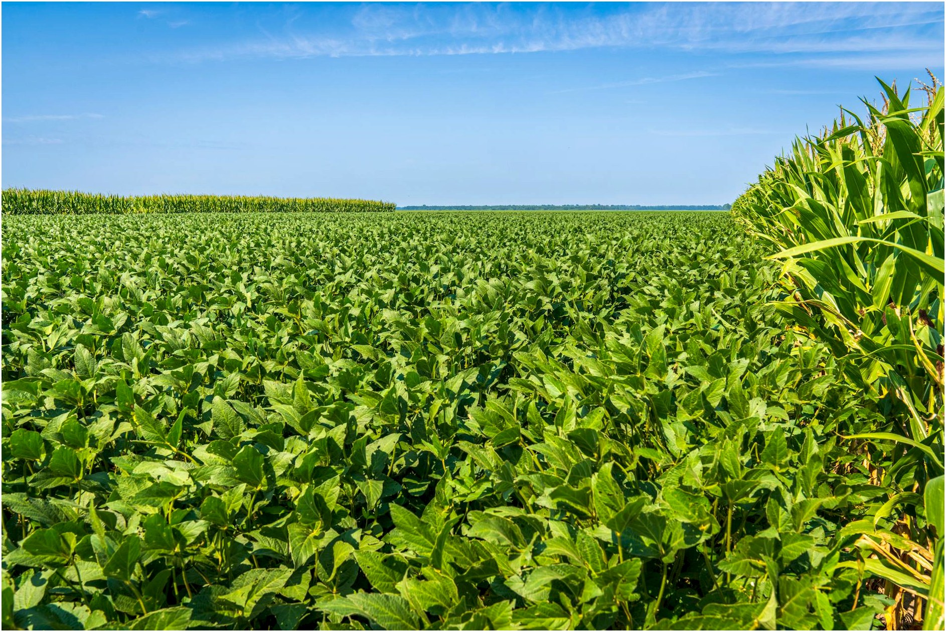 Wide-angle view of lush soybean and corn fields under a clear blue sky, showcasing agricultural landscape.