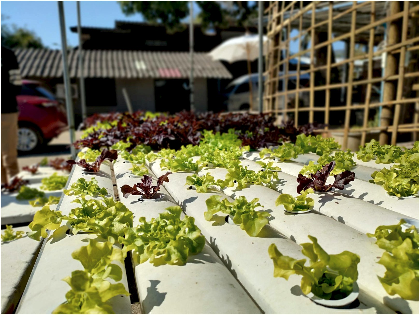 Close-up shot of leafy greens in an outdoor hydroponic garden under sunlight.