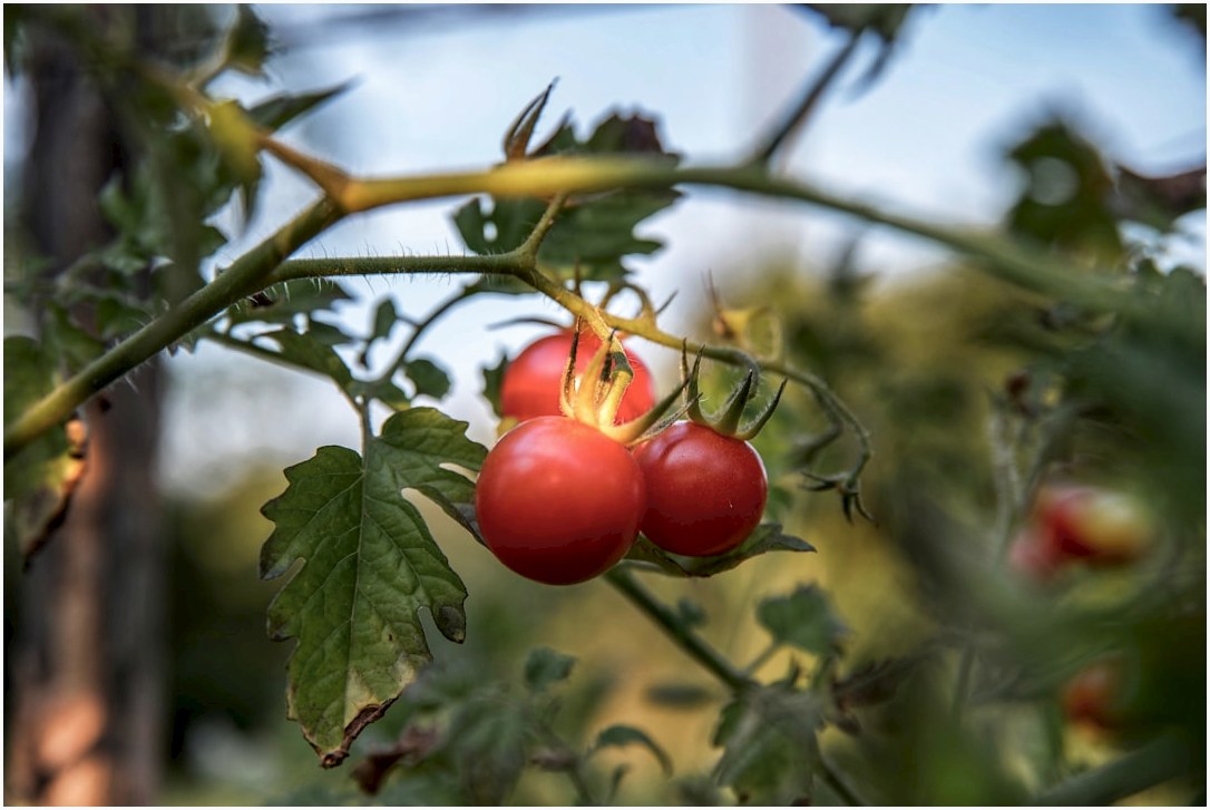 selective focus photo of red cherry tomatoes