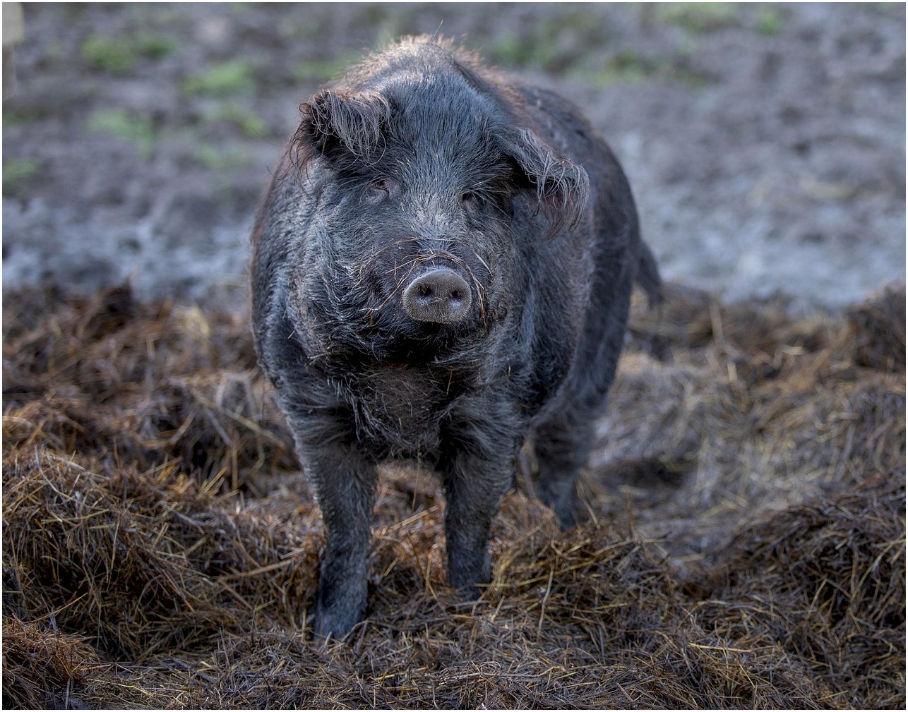 mangalica, pig, animal, hay, wool pig, nature, sheep pig, domestic pig, straw, farm, hungary
