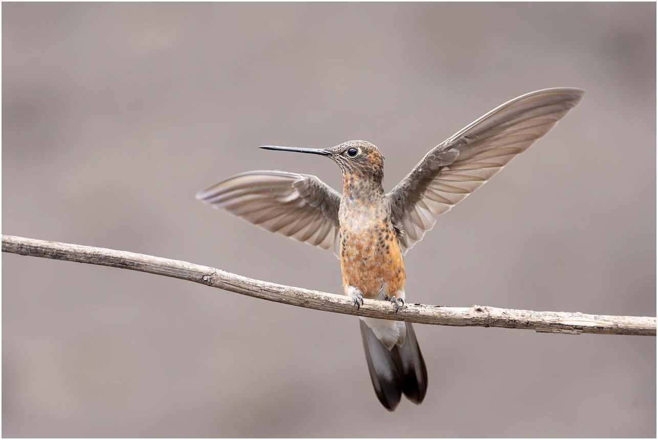 giant hummingbird, hummingbird, bird, animal, feathers, plumage, wildlife, nature, fauna, ornithology, avian, wings