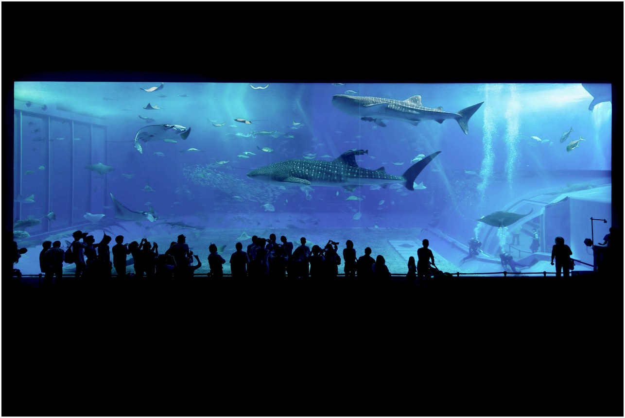 aquarium, sharks, okinawa, japan, fish tank, animals, marine animals, nature, people, crowd, aquarium, aquarium, aquarium, aquarium, aquarium