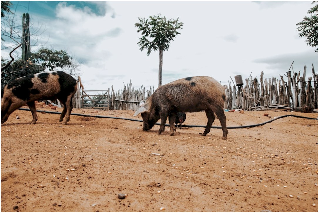 Two pigs grazing in a dry, dusty enclosure.