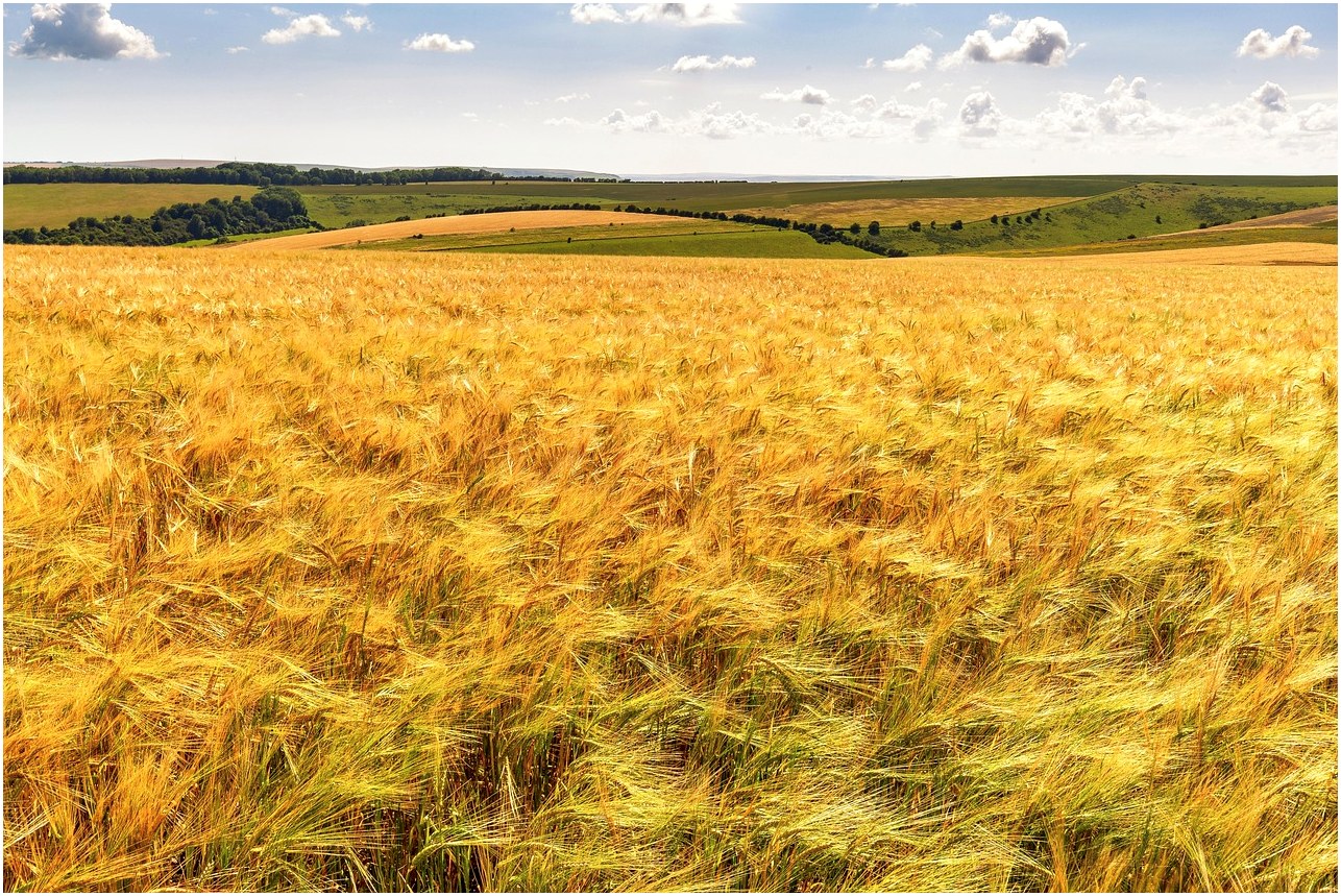 field, nature, agriculture, countryside, rural, outdoors, corn, wind, harvest, golden