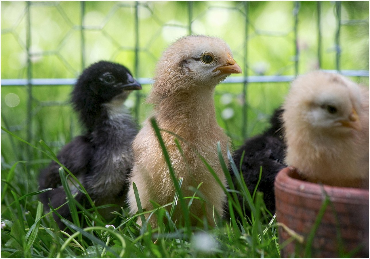chicken, feed, feeding, poultry, young animals, village life, meadow, wolf down, animal feed