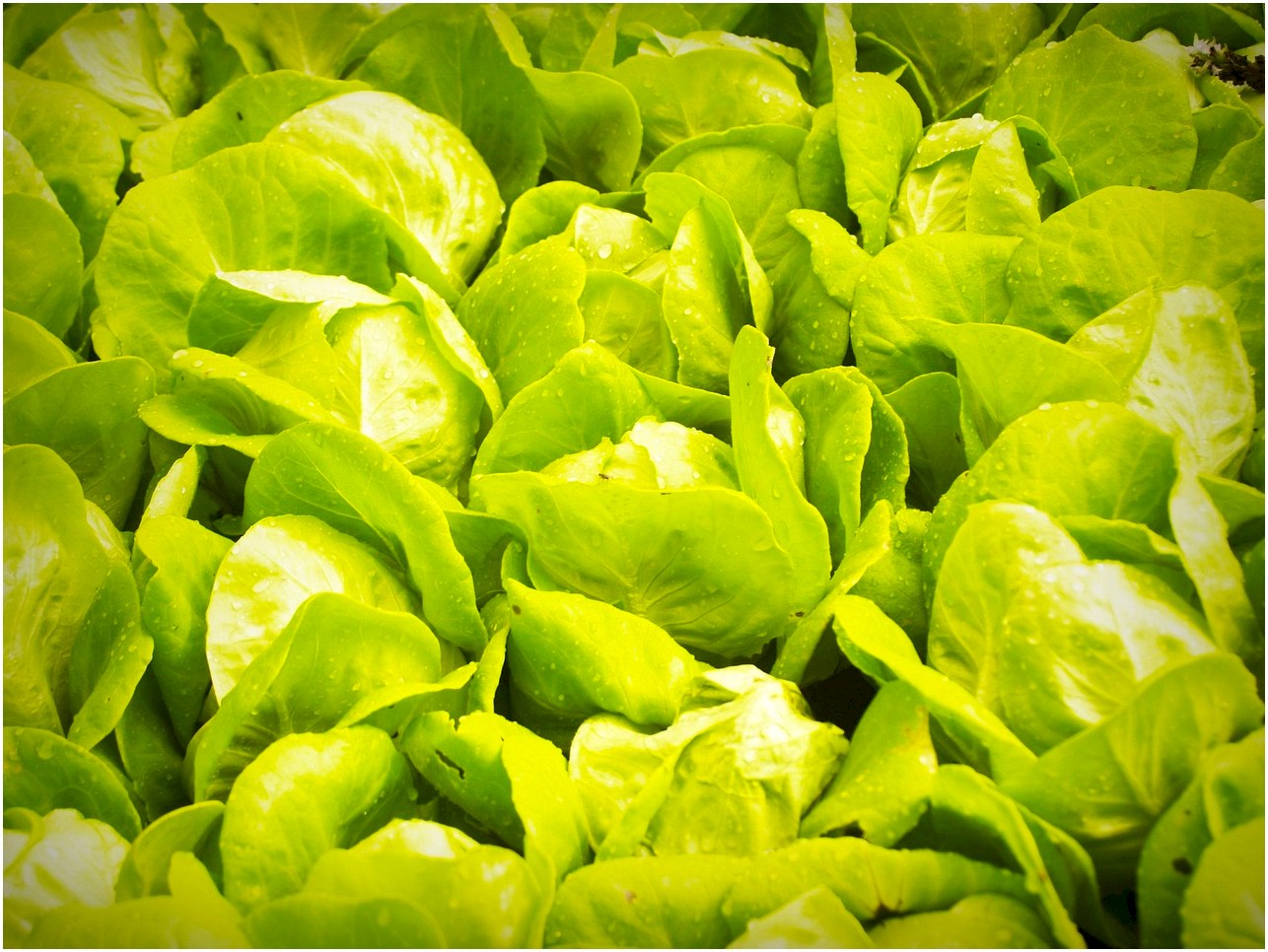 garden, nature, water, sprinkler, soil, lettuce, grow, agriculture, floral, cameron highlands, row, growing, farm, technology, flora, food, hydroponic, cultivation, aquaculture, produce, foliage, farmland, organic, leaf, field, development, plantation, vegetable, modern, agricultural, industrial, growth, plant, greenhouse, green house, fresh, industry, cultivate, aquiculture