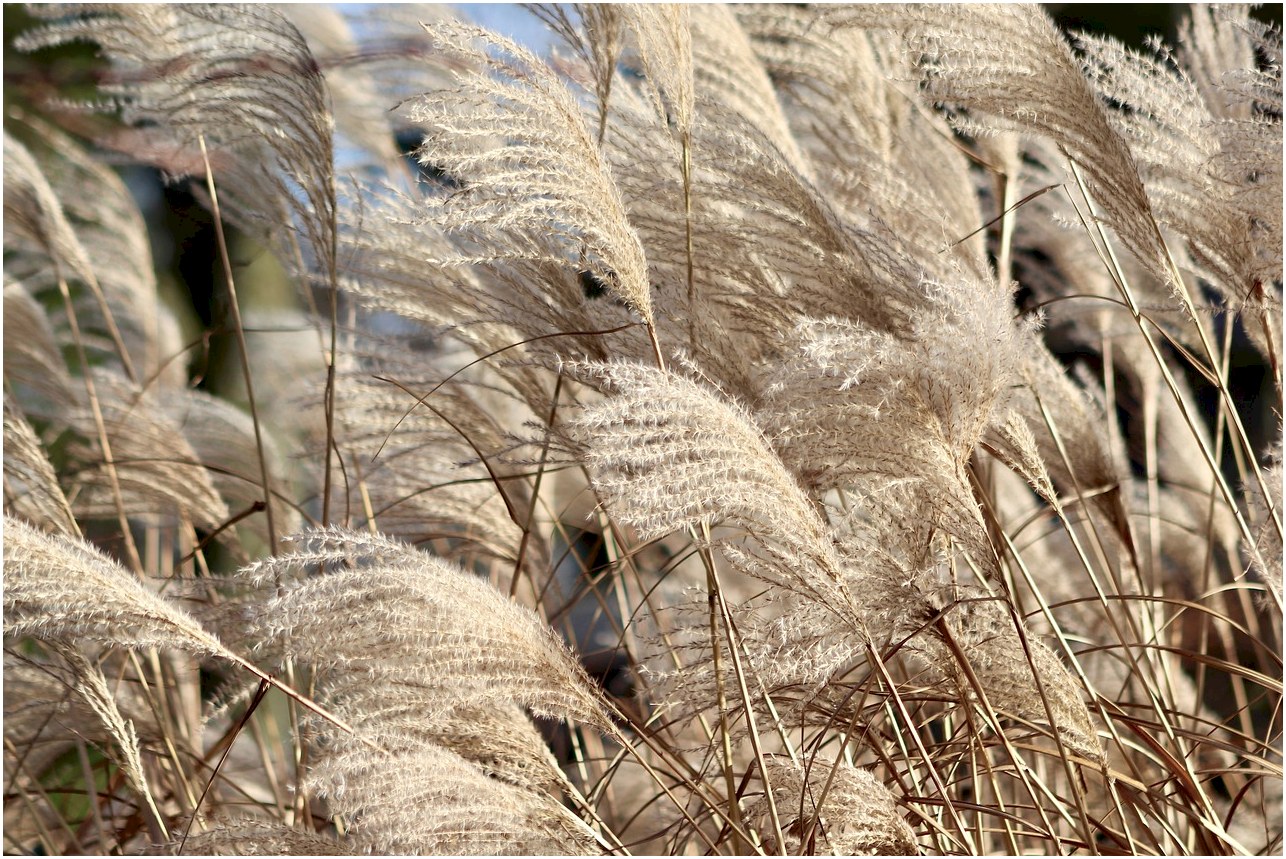 reed, grass, nature, china grass, elephant grass, miscanthus sinensis, dry plants, inflorescences, ornamental plant