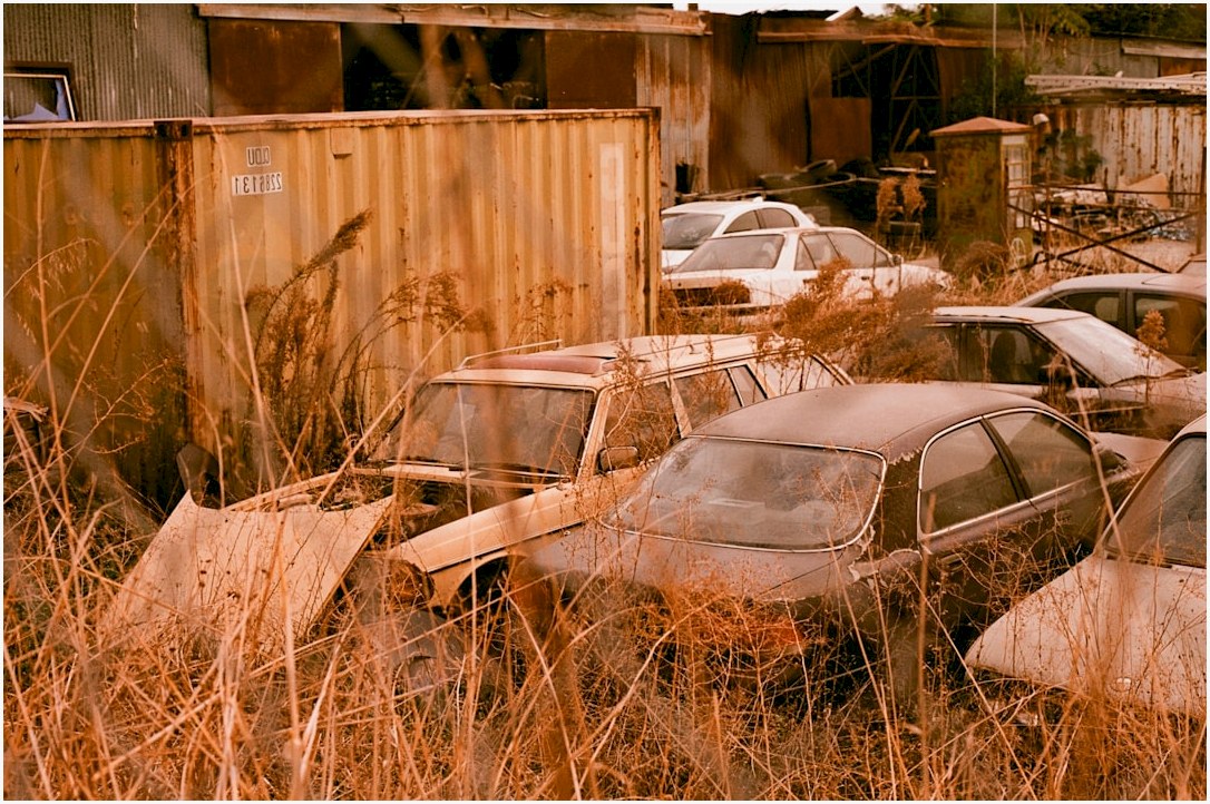 Abandoned cars overgrown with tall dry grass.