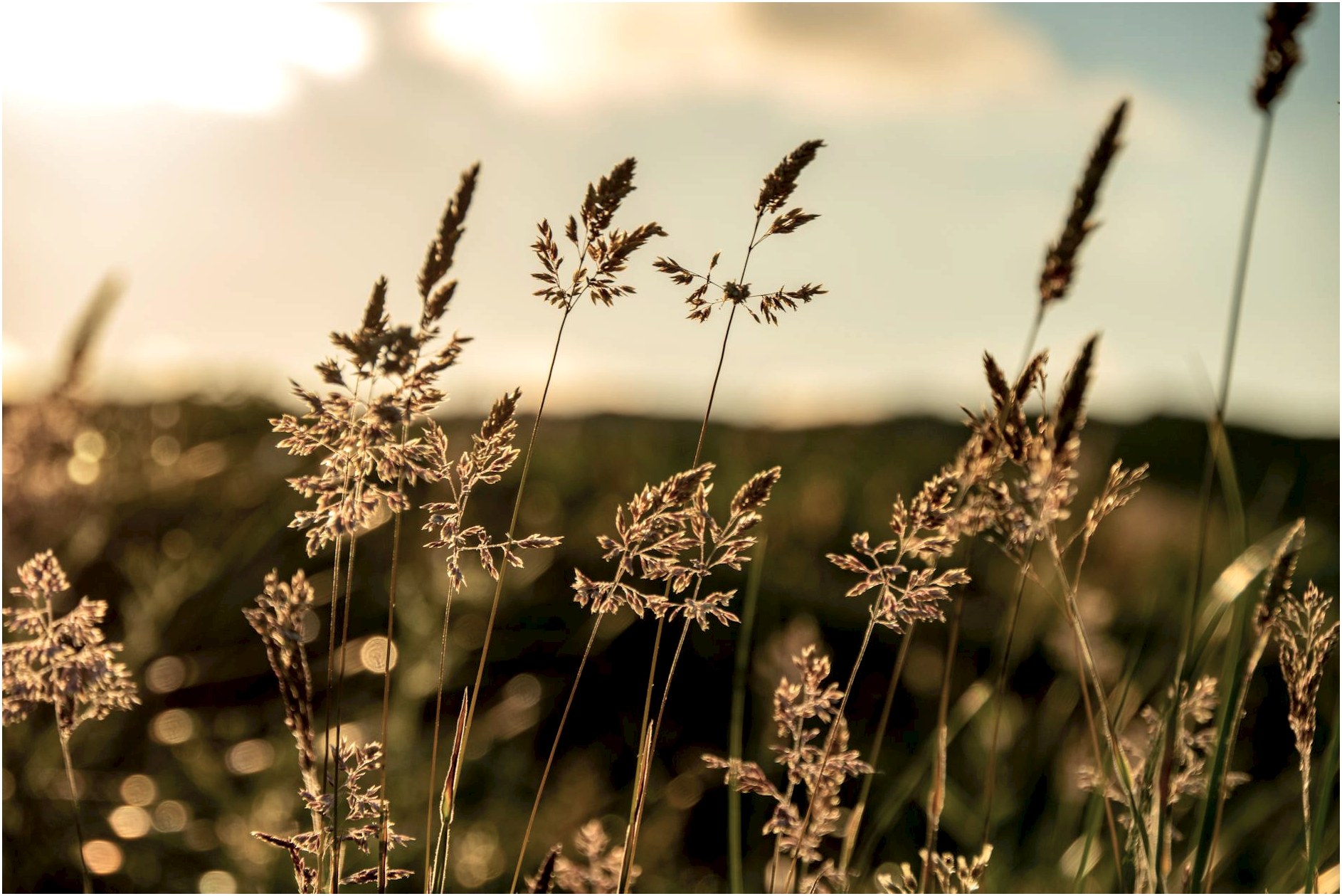 Silhouetted grasses glowing in the sunset light, capturing the essence of nature