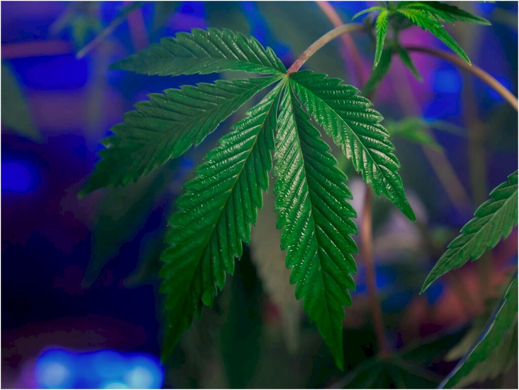 Qual o melhor herbicida para matar mato resistente no pasto ou lavoura