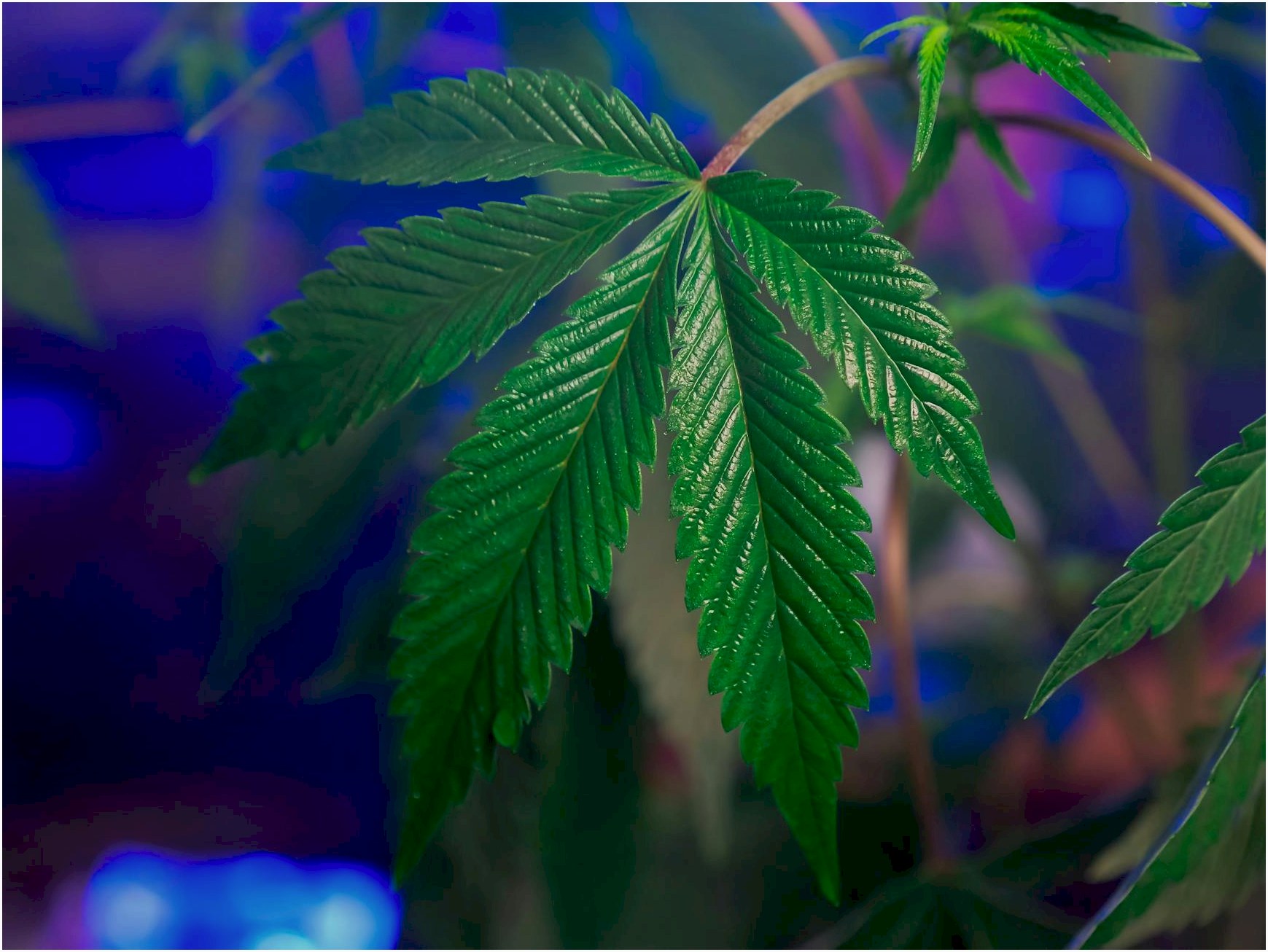 Qual o melhor herbicida para matar mato resistente no pasto ou lavoura