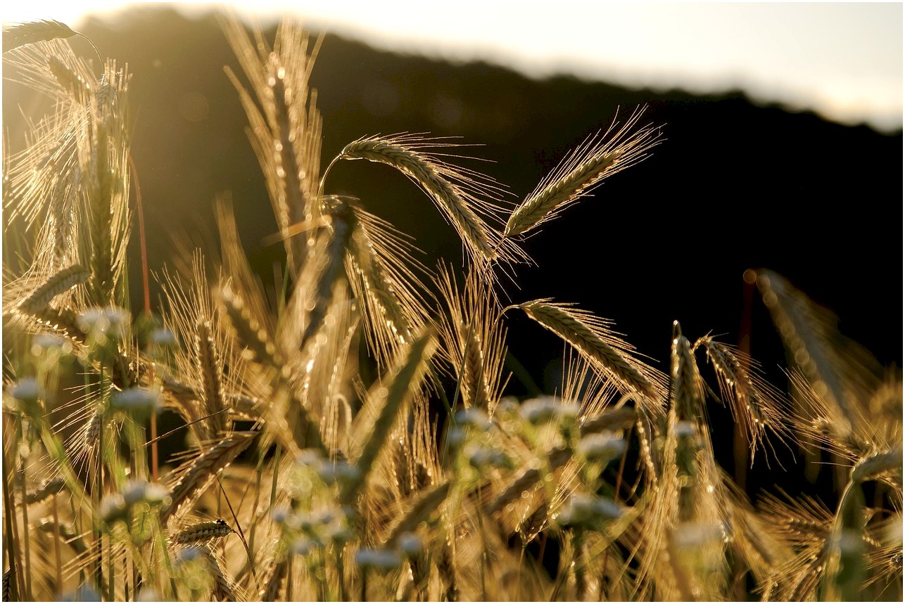 rye, spike, grain, rye field, field, crop, food, nourishment, agriculture, lighting mood, evening light, backlighting, crop, crop, crop, crop, crop