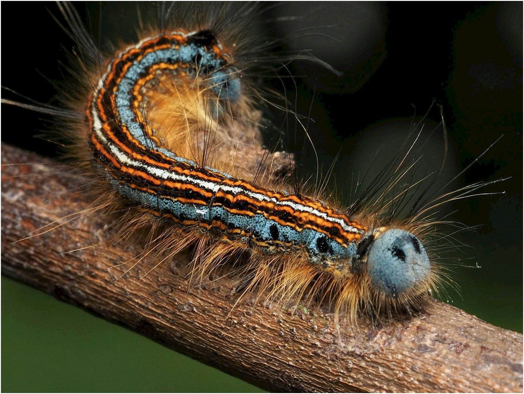A detailed macro image capturing a vividly colored caterpillar perched on a branch.