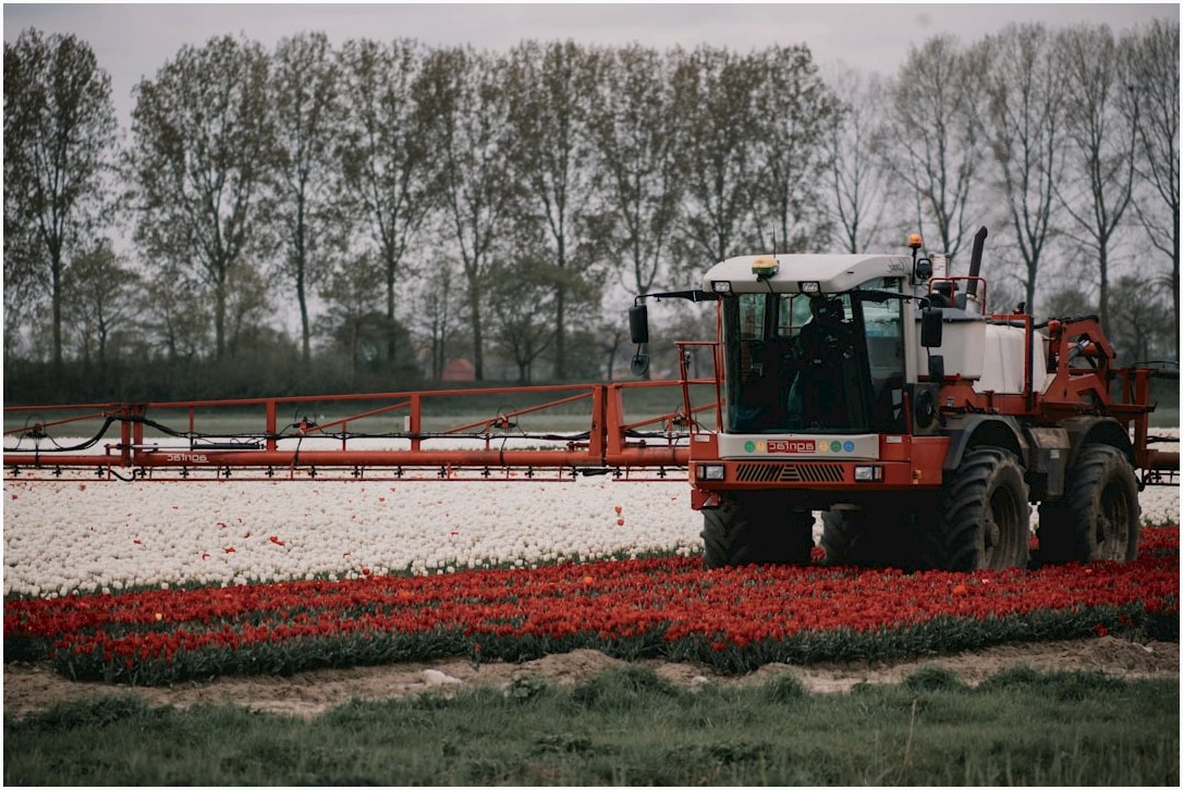 Red tulip field with a spraying machine in operation