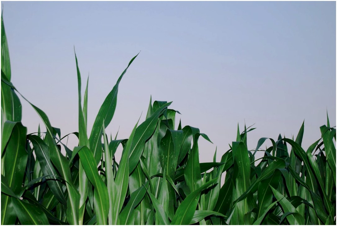 a field of green grass with a blue sky in the background