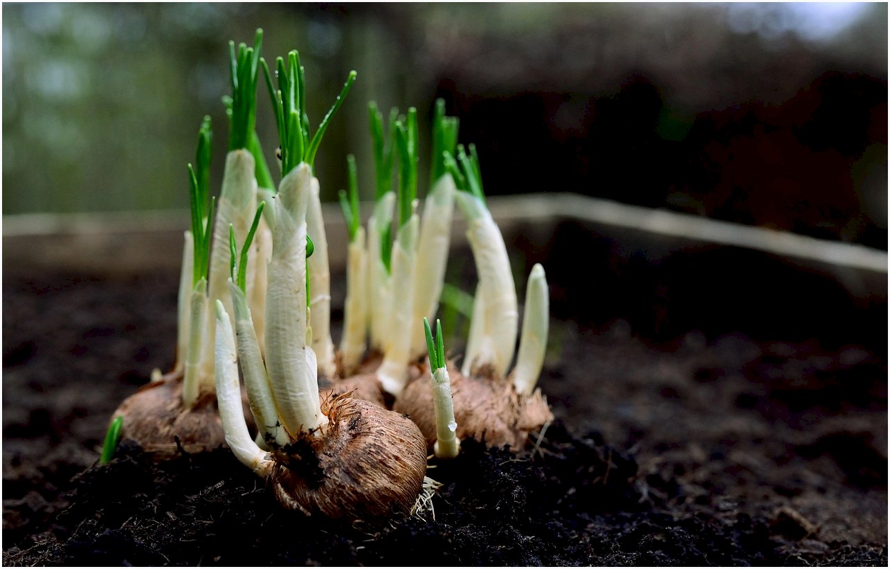 onions, flower bulbs, germs, plant shoots, garden, nature, spring flowers