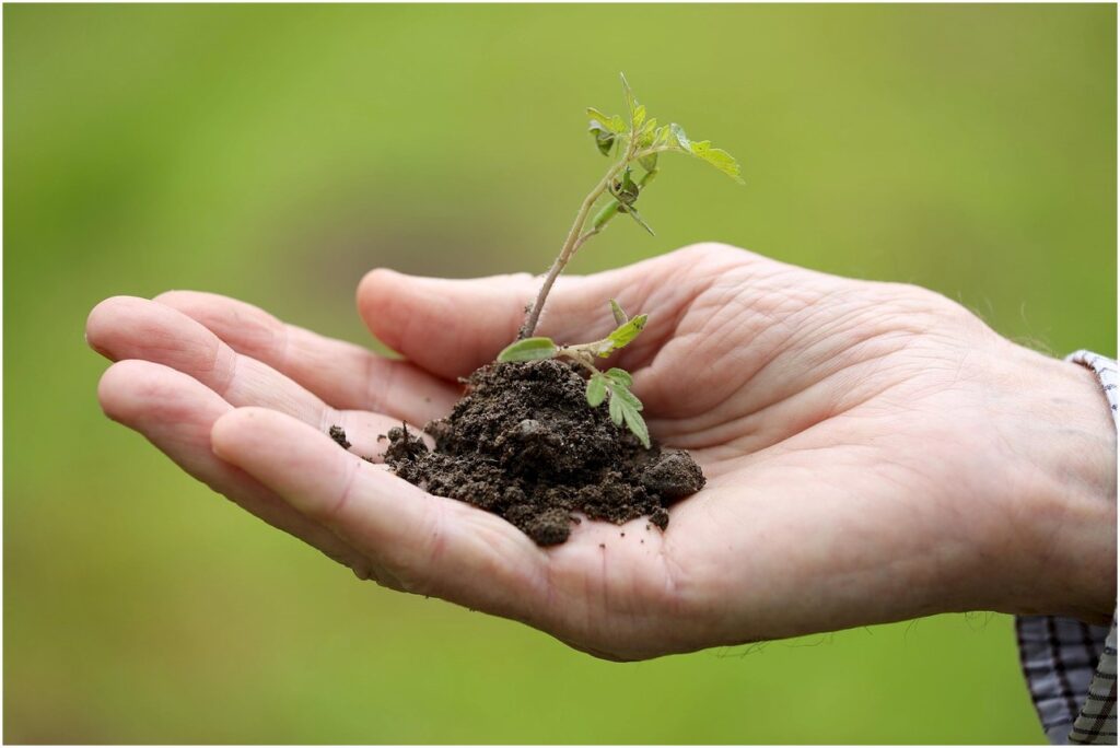 Qual fórmula de adubo NPK usar na plantação