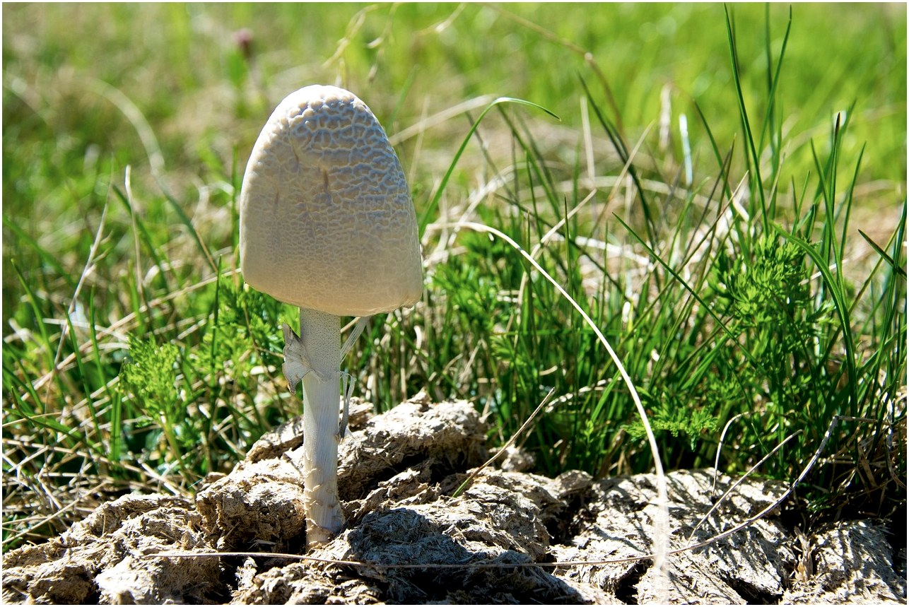 ring of fertilizer ling, mushroom, fertilizer ling, close up, manure, manure, manure, manure, manure, manure
