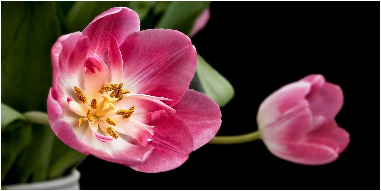tulip, flower wallpaper, flower, plant, pink flower, bloom, blossom, beautiful flowers, ornamental plant, flora, nature, flower background, garden, closeup