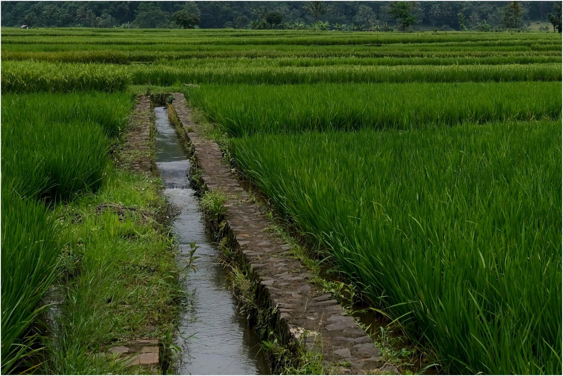 A vibrant rice paddy field with an irrigation canal under a cloudy sky, offering a serene rural landscape.