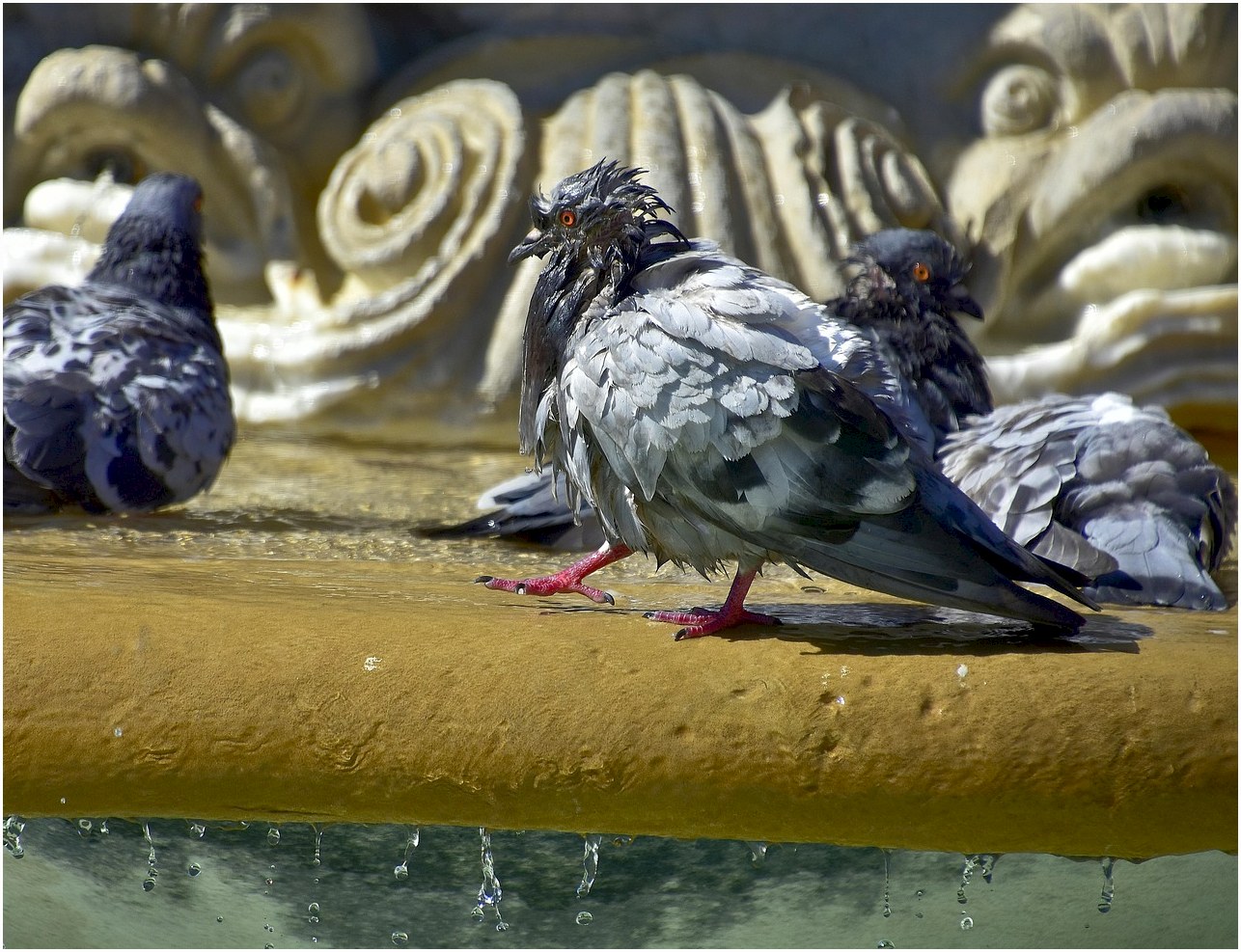 pigeons, water, nature, bird, source, plumage, sun, sources
