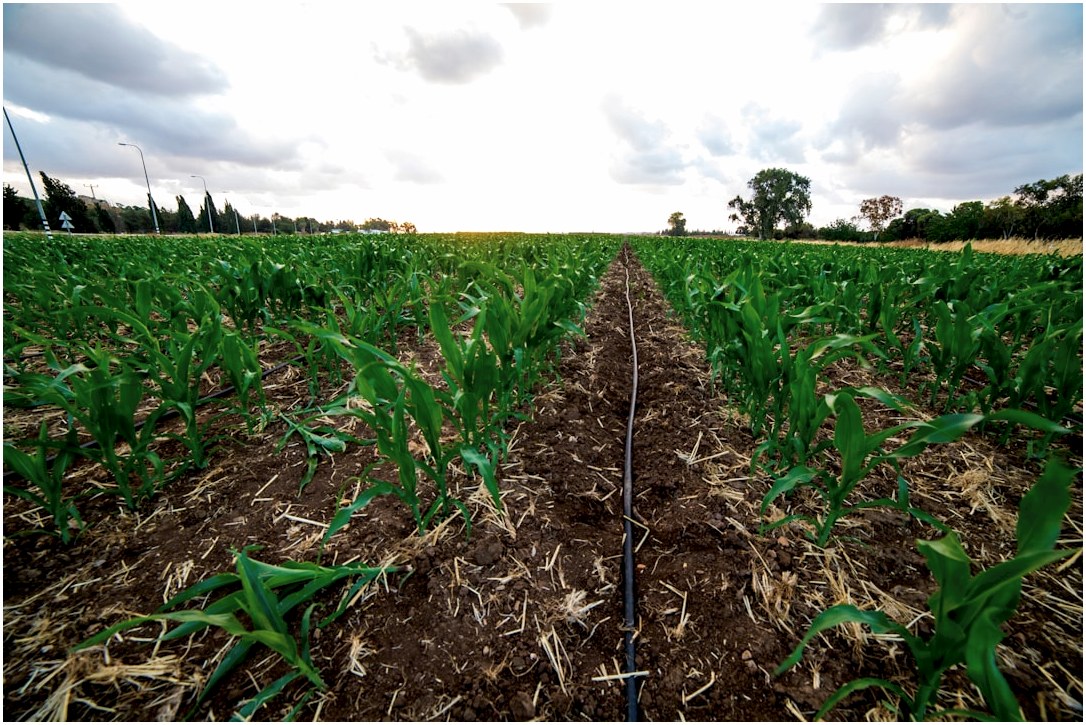 green corn field under white clouds and blue sky during daytime