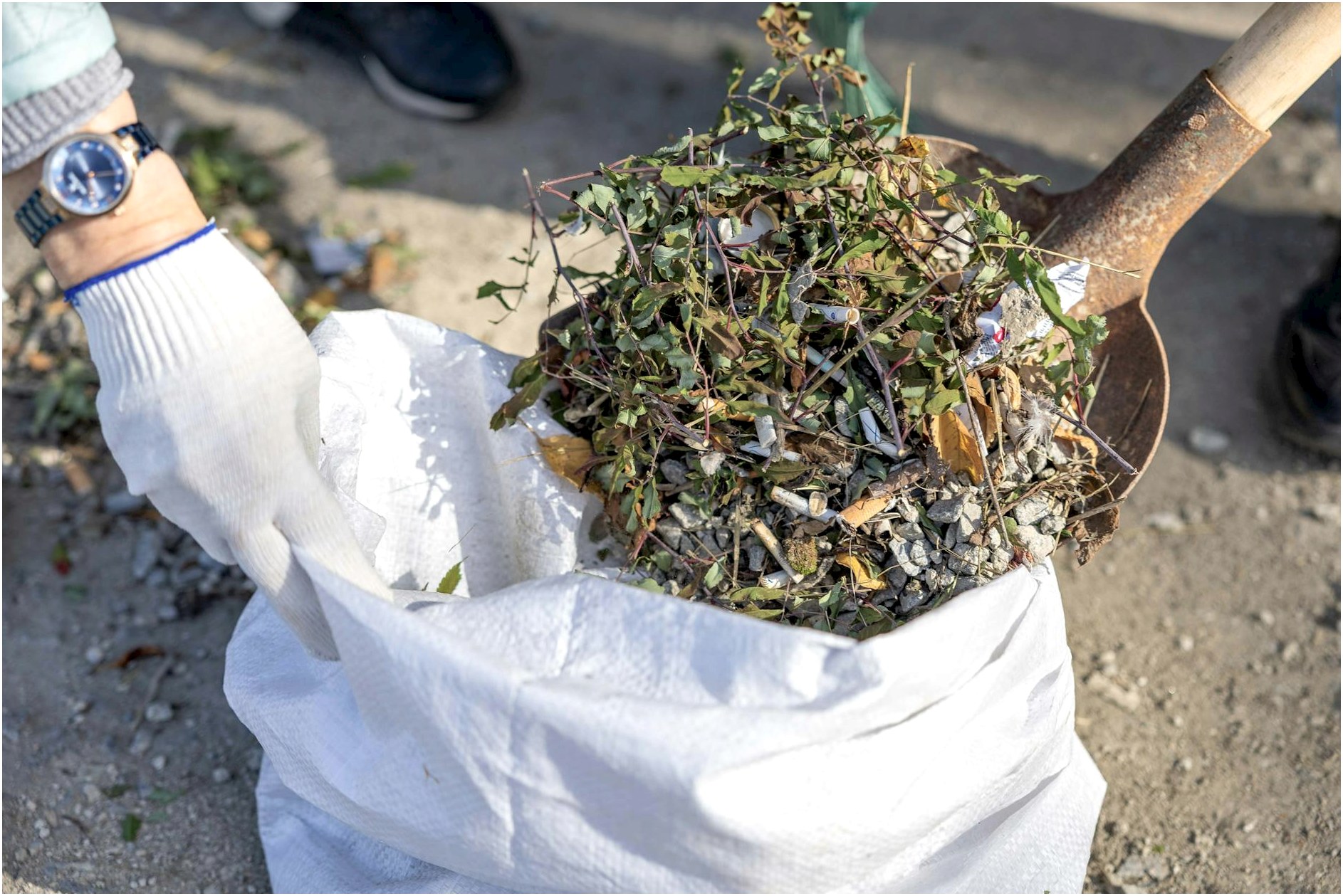 Close-up of a person cleaning up weeds with a shovel and a garbage bag outdoors.