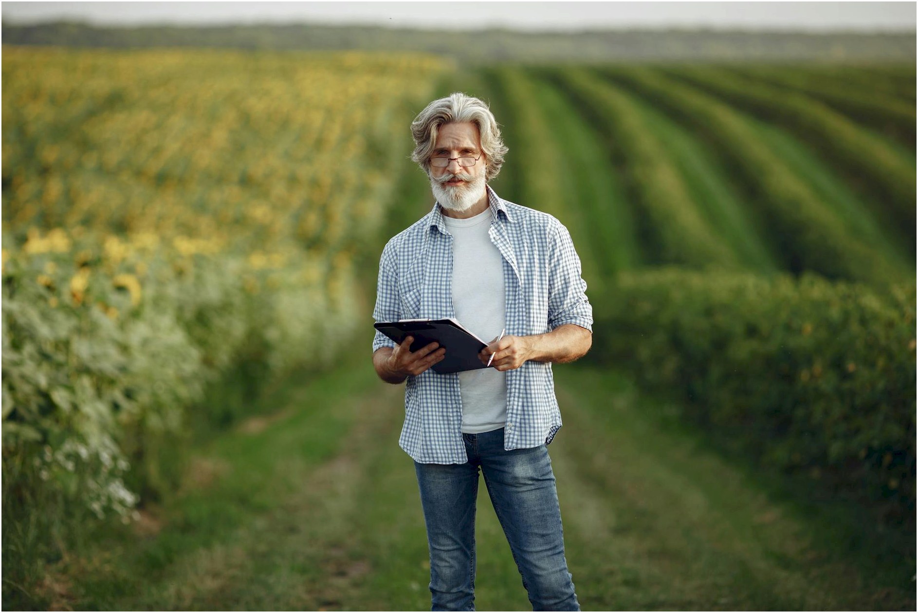 Mature farmer standing in a lush sunflower field using a tablet for agribusiness.